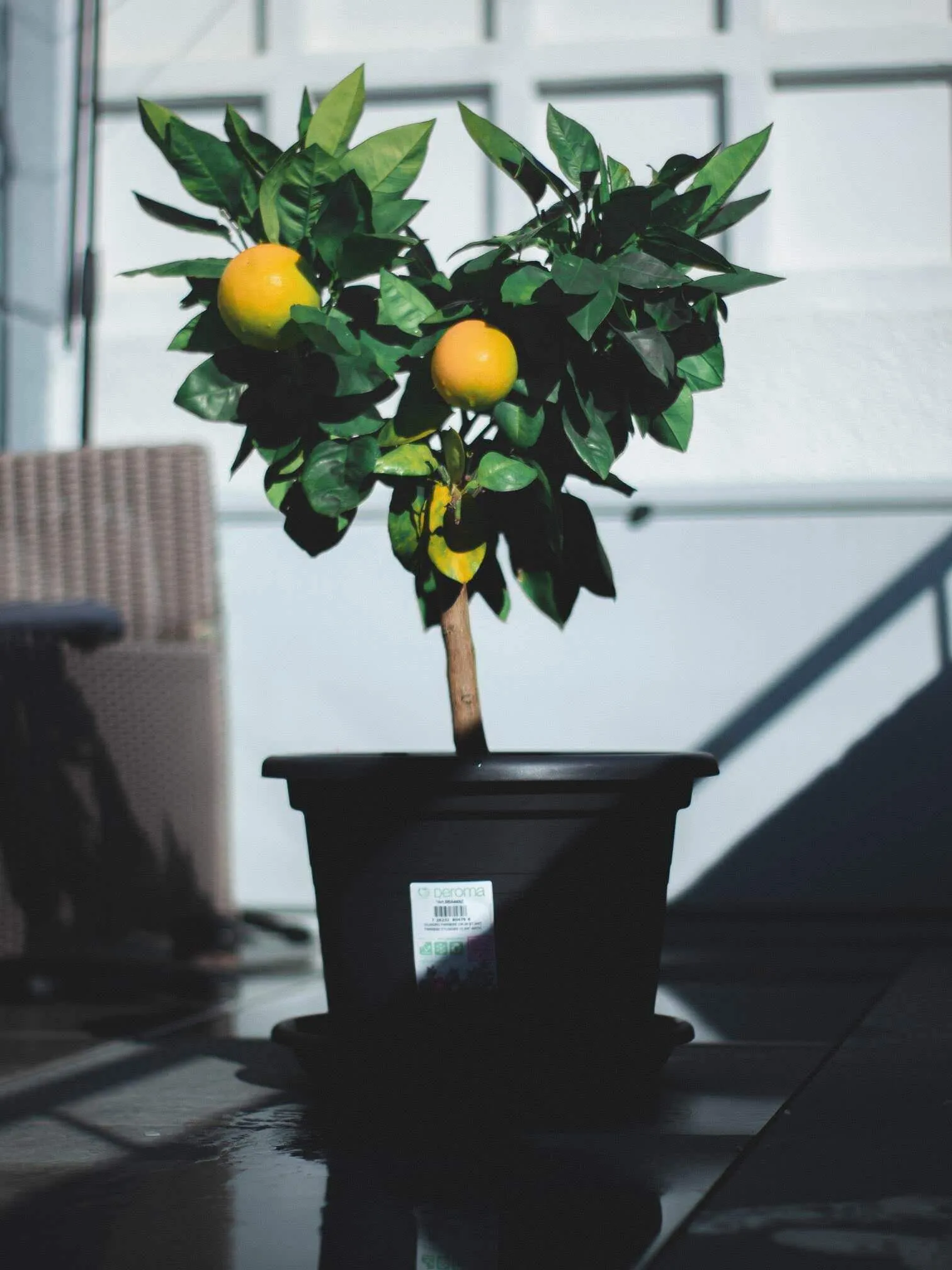 Lemon tree